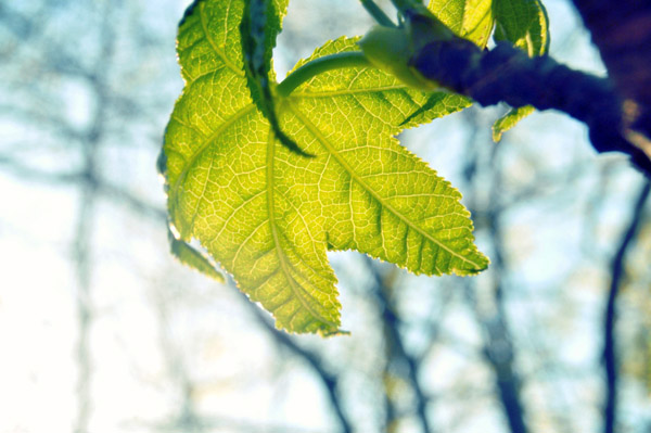 激活中心可靠的在线短信轰炸网页版